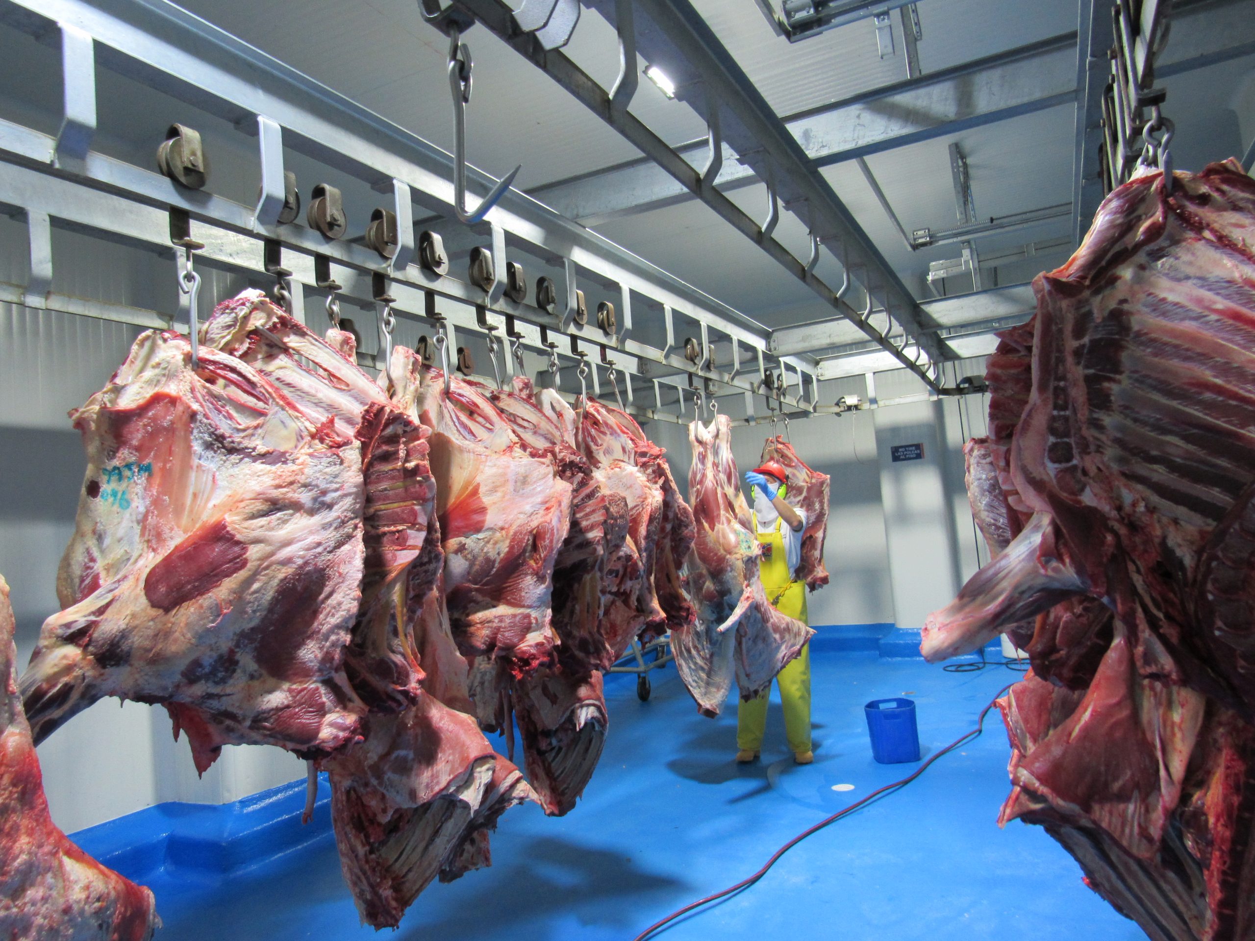 Planta de sacrificio bovino Frigovito